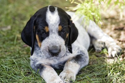 Bluetck coohound