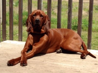 Redbone coonhound