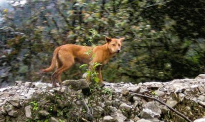 Selvatico delle montagne della nuova guinea