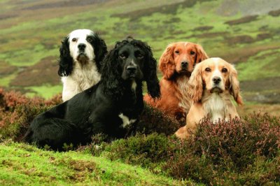 Cocker spaniel inglesi