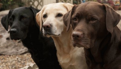 Labrador retriever