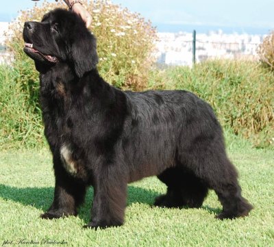 Islan black paradise kennel