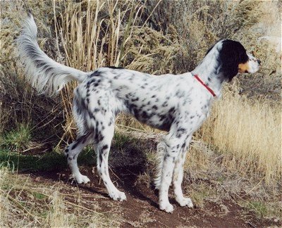 Setter llewellin