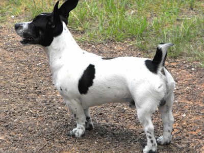 Terrier teddy roosevelt