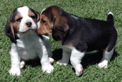 Beagle cuccioli