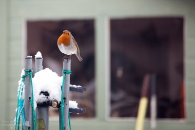 Robin in Winter