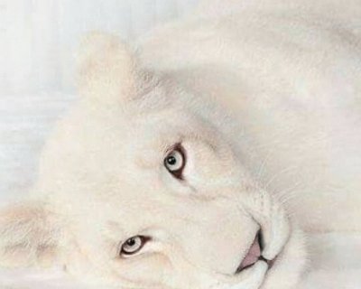 White lion