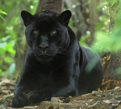 Panther