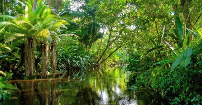 selva amazonica