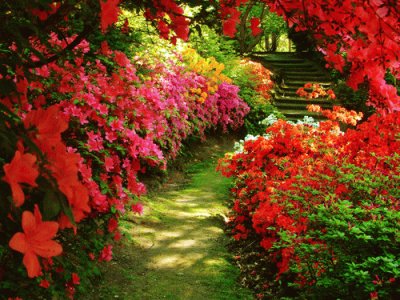 Awesome Flower Walk Way