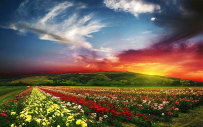 Beautiful Sunset Over Floral Field