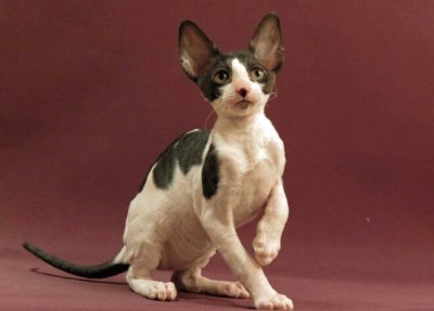 Cornish rex