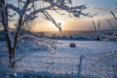 Snowy sunrise