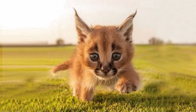 Lince del deserto