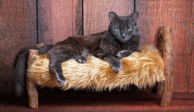 Nebelung