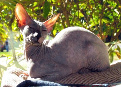 Peterbald