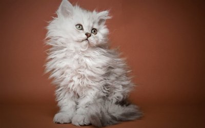 Selkirk rex