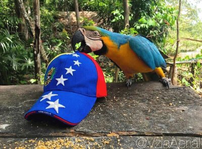 Guacamaya libre