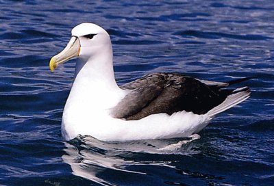 Albatro