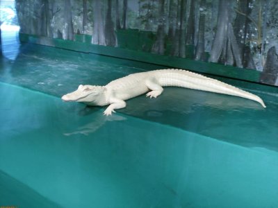 Alligatore albino