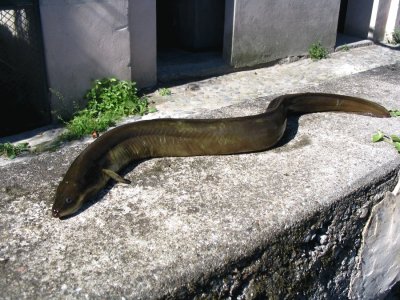 Anguilla