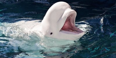 Beluga