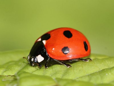 Coccinella