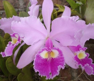 Orquidea