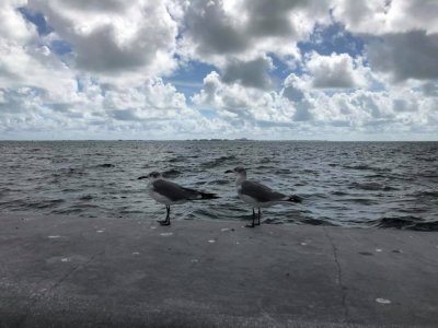 Gaviotas