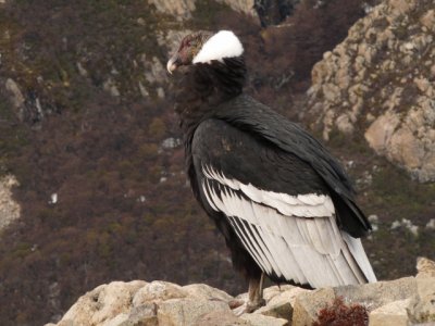 Condor