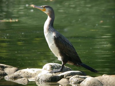 Cormorano