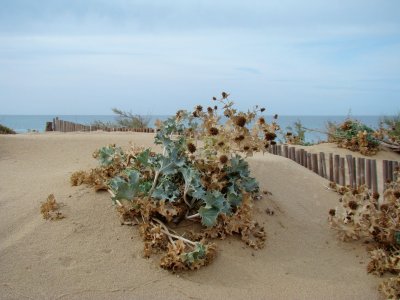 Portixeddu, Sardegna