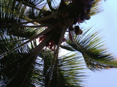 Palmera