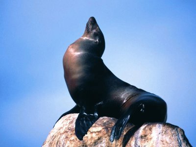 Foca