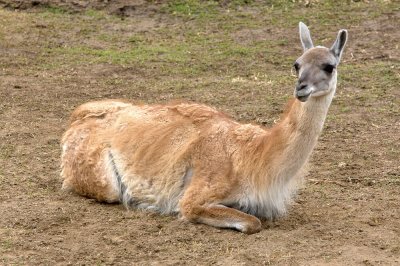 Guanaco