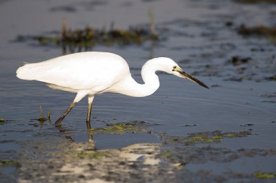 Egretta