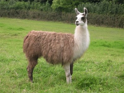 Lama