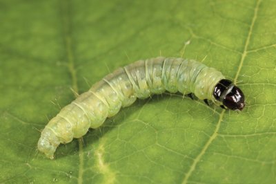 Larva