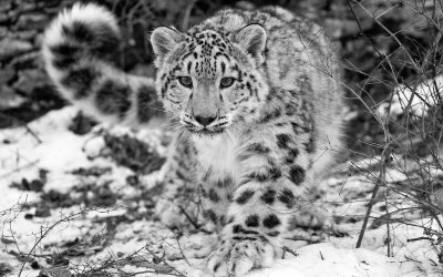 פאזל של Leopardo delle nevi