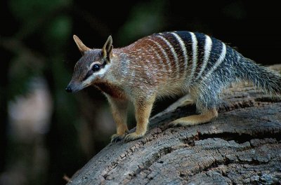 Marsupiale