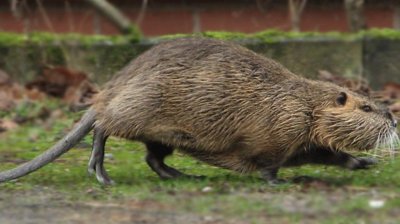 Nutria