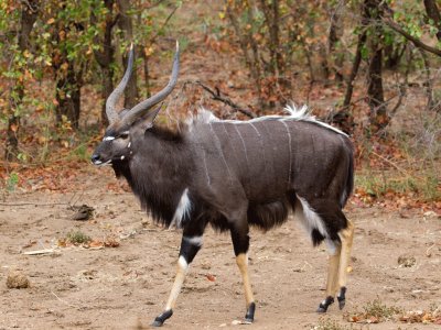 Nyala