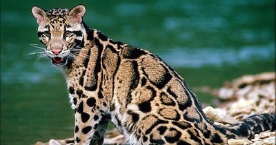 Ocelot