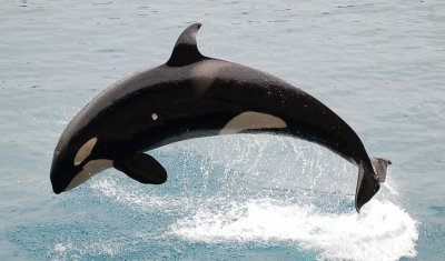 Orca