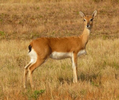 Oribi