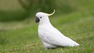 Pappagallo cacatua