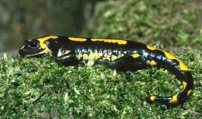 Salamandra