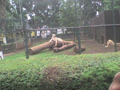 ZOO MORELIA