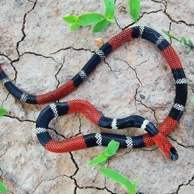 Serpente corallo