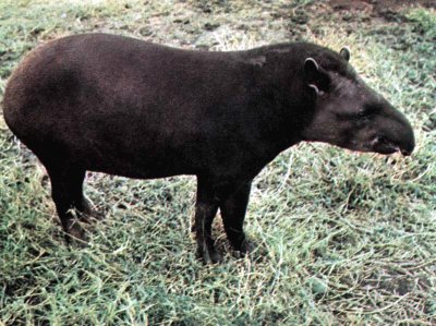 Tapiro